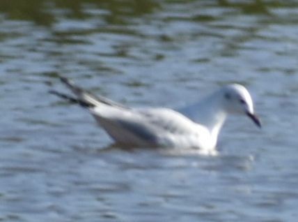 Black-headed Gull - ML619737868