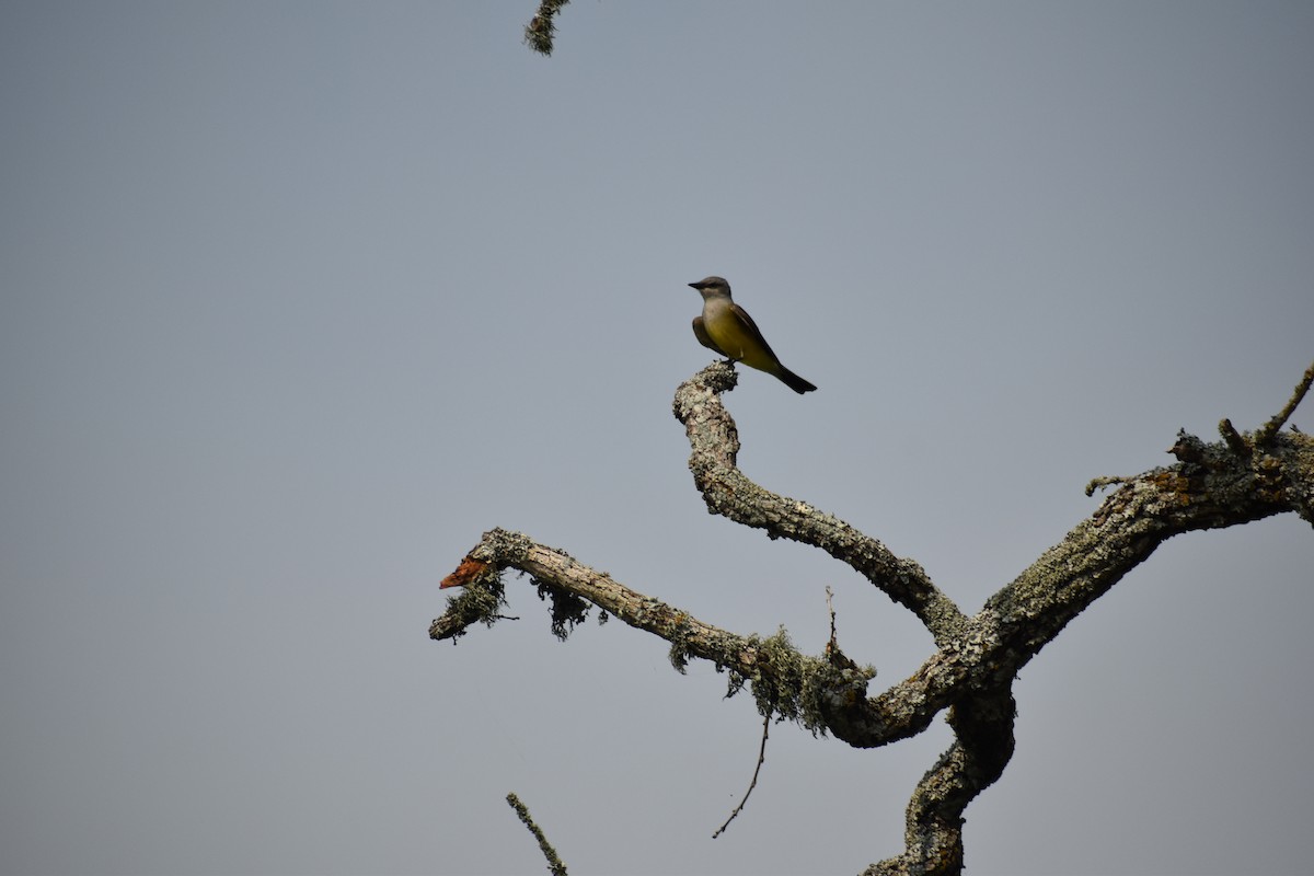 Western Kingbird - ML619737870