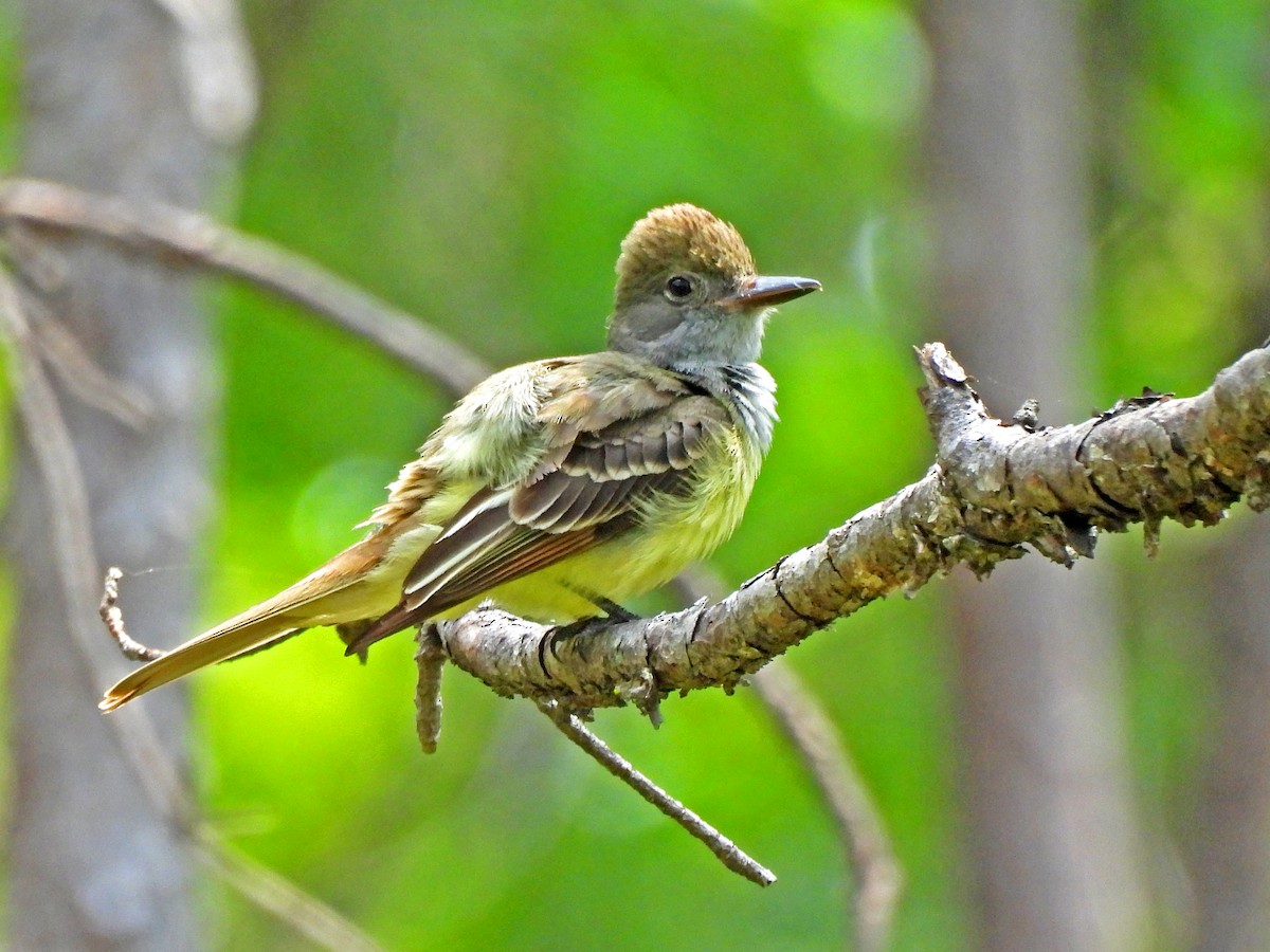 Great Crested Flycatcher - ML619737875