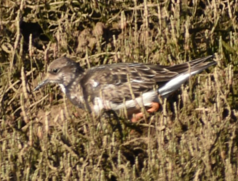 Ruddy Turnstone - ML619737893