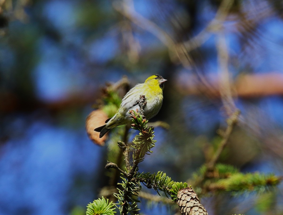 Eurasian Siskin - ML619737894