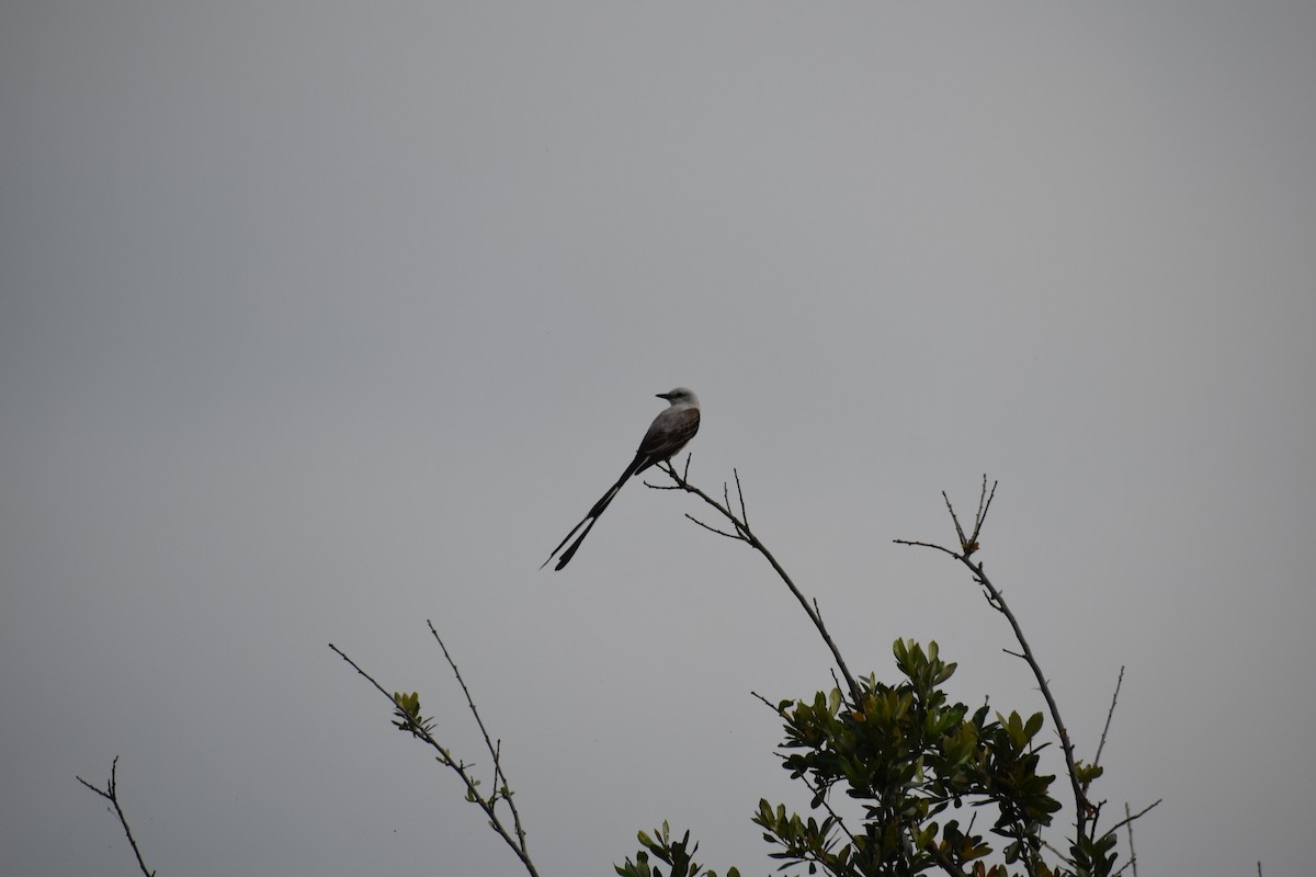 Scissor-tailed Flycatcher - ML619737899