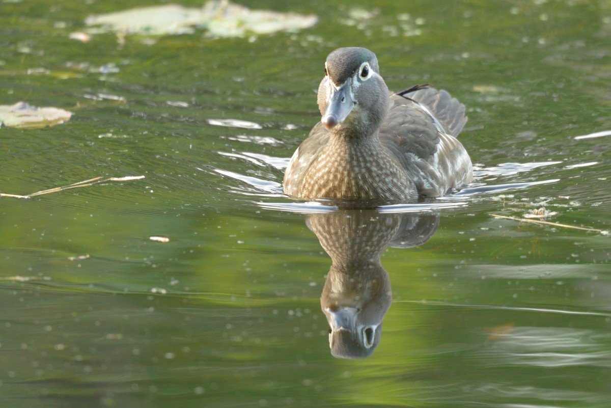 Wood Duck - ML619737900