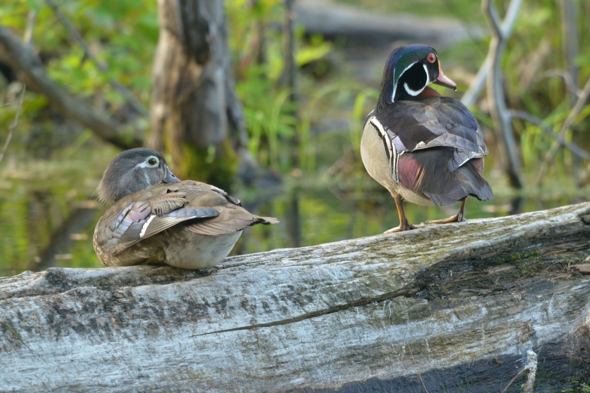 Wood Duck - ML619737901