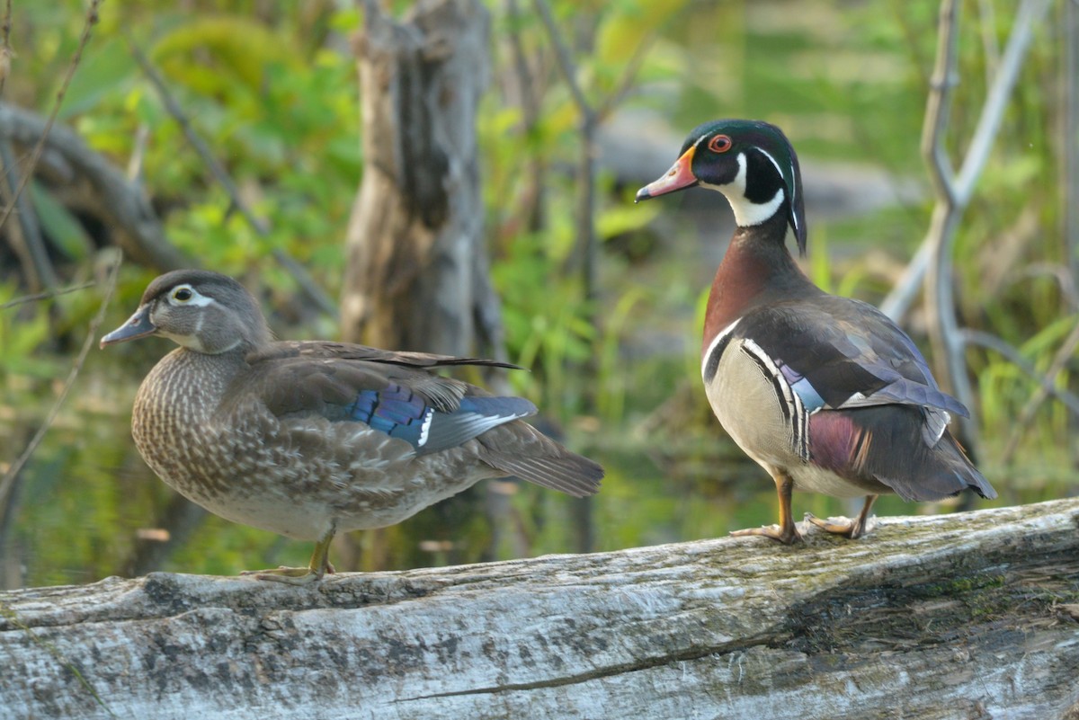 Wood Duck - ML619737902