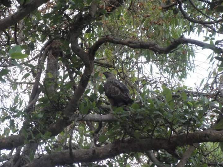 Changeable Hawk-Eagle (Crested) - ML61973791
