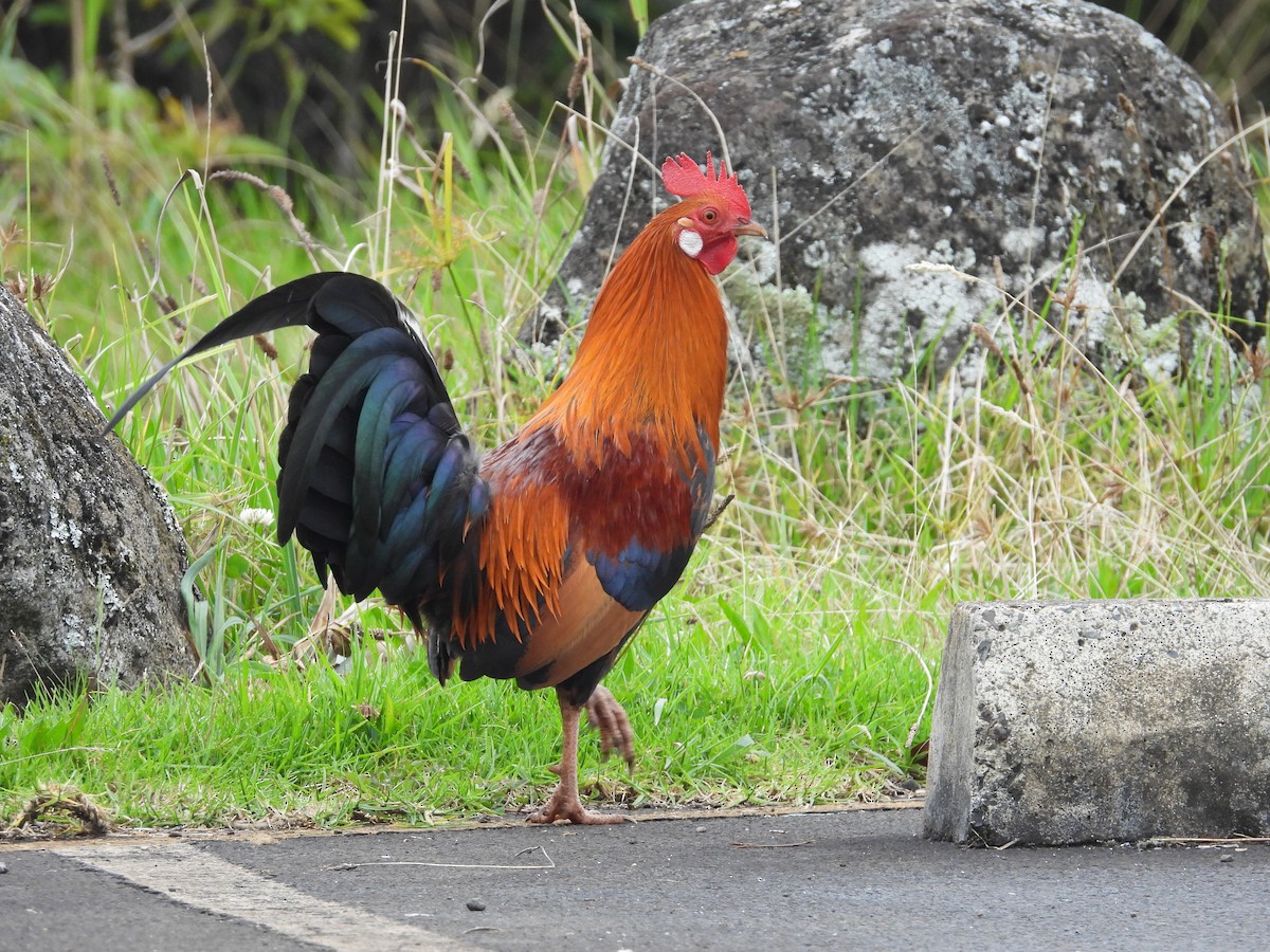 Red Junglefowl (Domestic type) - ML619737925