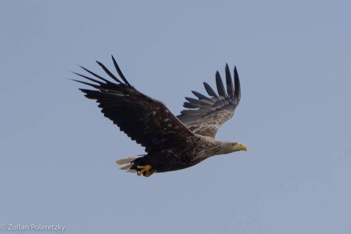 White-tailed Eagle - ML619737932