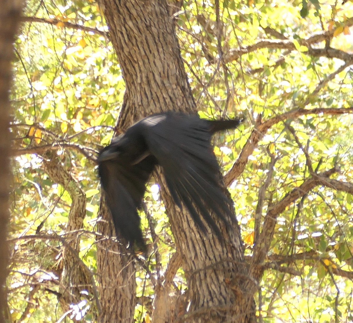 Common Raven - ML619737936