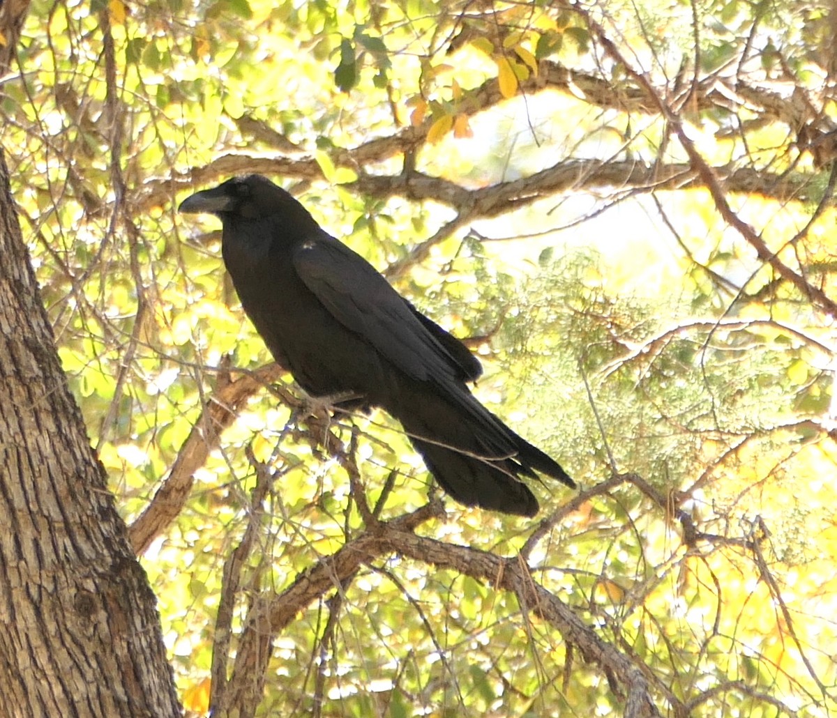 Common Raven - ML619737939