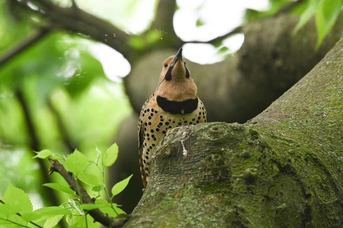 Northern Flicker (Yellow-shafted) - ML619737957