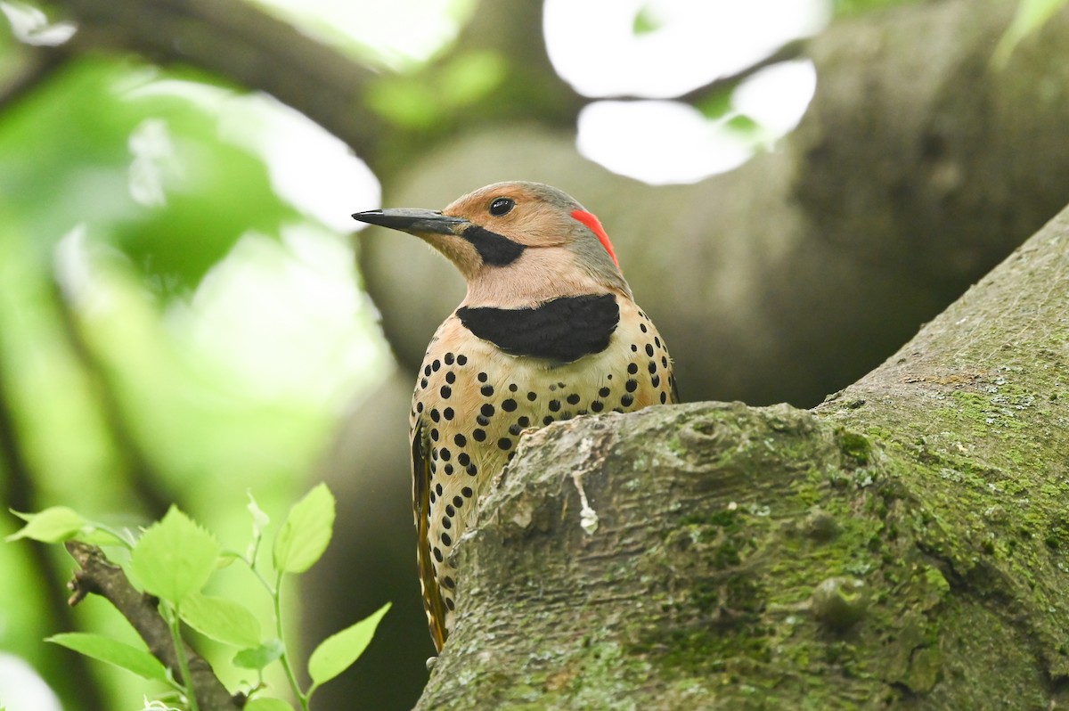 Northern Flicker (Yellow-shafted) - ML619737963