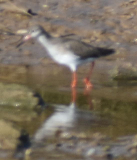 Common Redshank - ML619737966