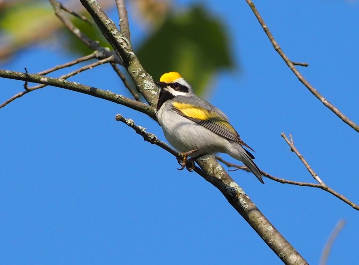 Golden-winged Warbler - ML619737974