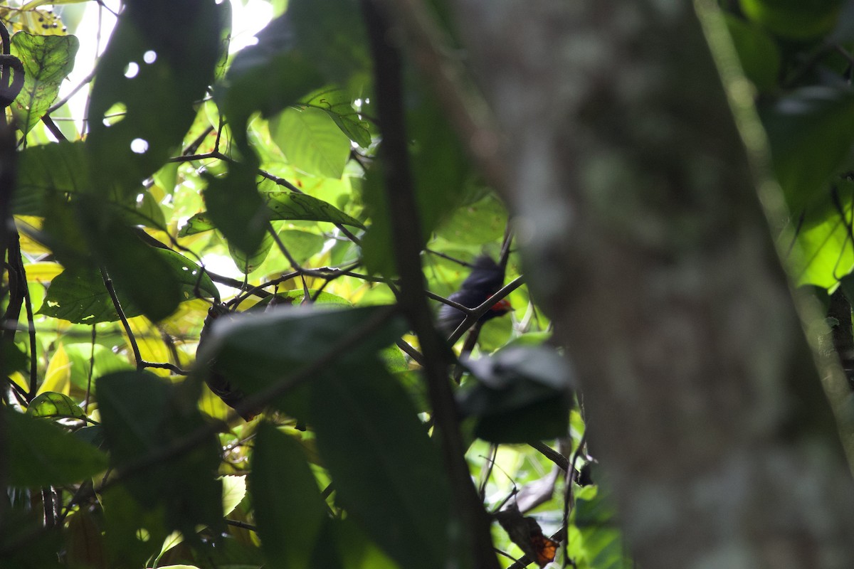 Red-capped Manakin - ML619737978