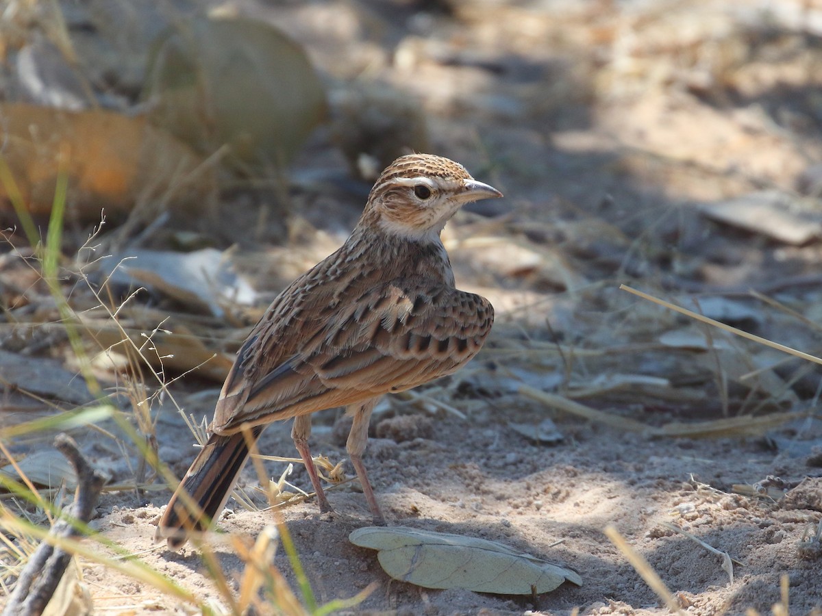 Fawn-colored Lark (Fawn-colored) - Keith Valentine