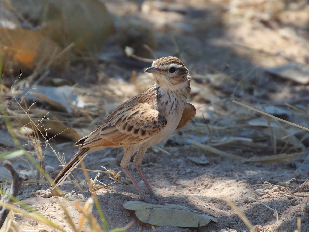 Fawn-colored Lark (Fawn-colored) - ML619737983