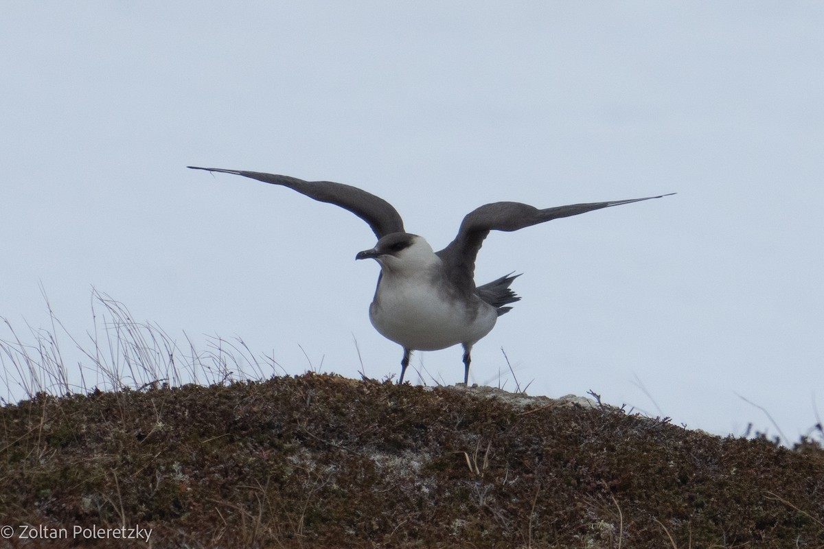 Parasitic Jaeger - ML619737993