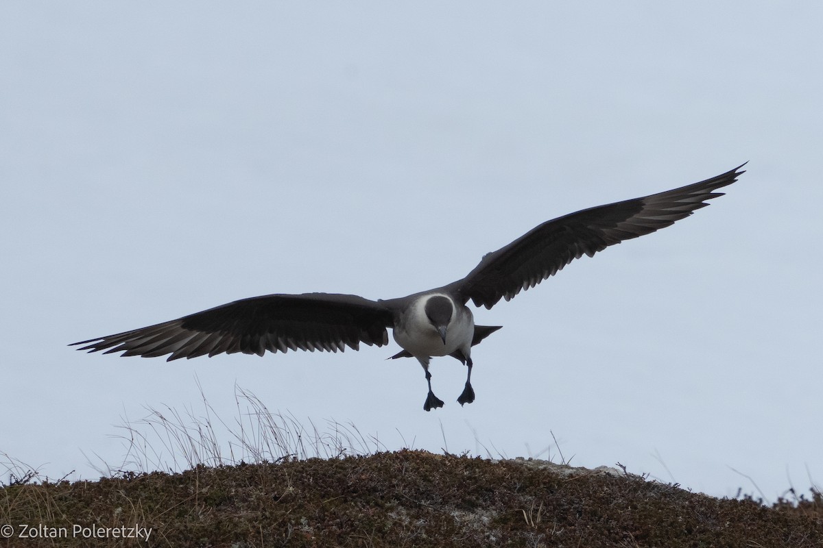 Parasitic Jaeger - ML619737994