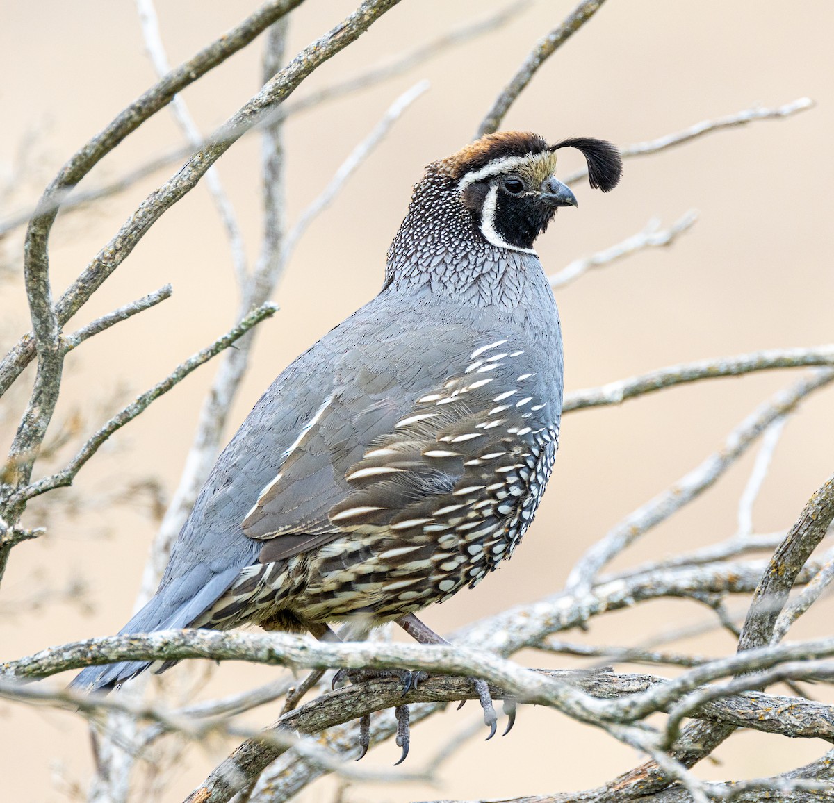 California Quail - ML619738006