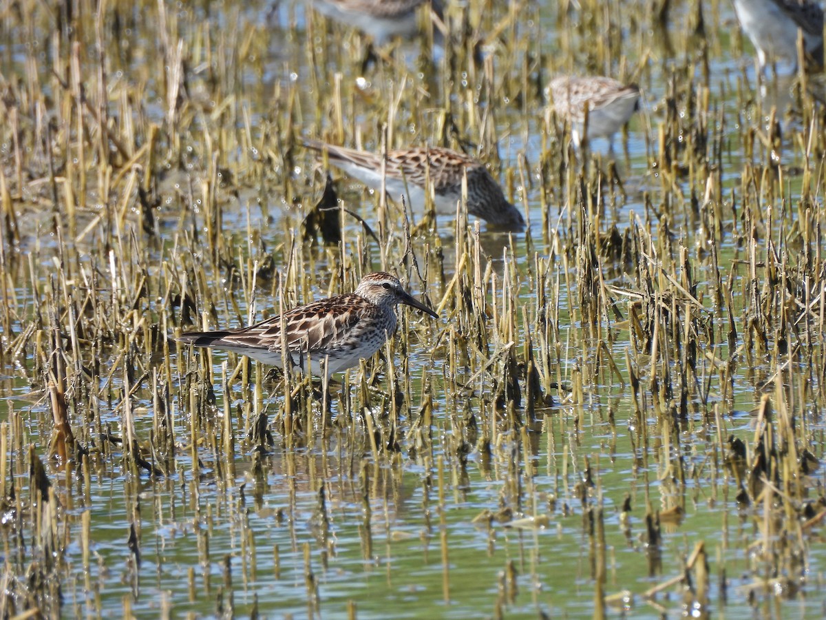 White-rumped Sandpiper - ML619738020