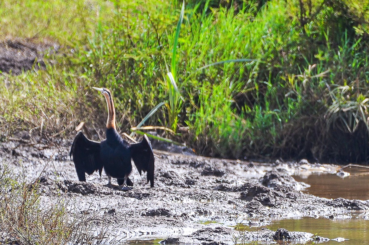 Anhinga d'Afrique - ML619738048