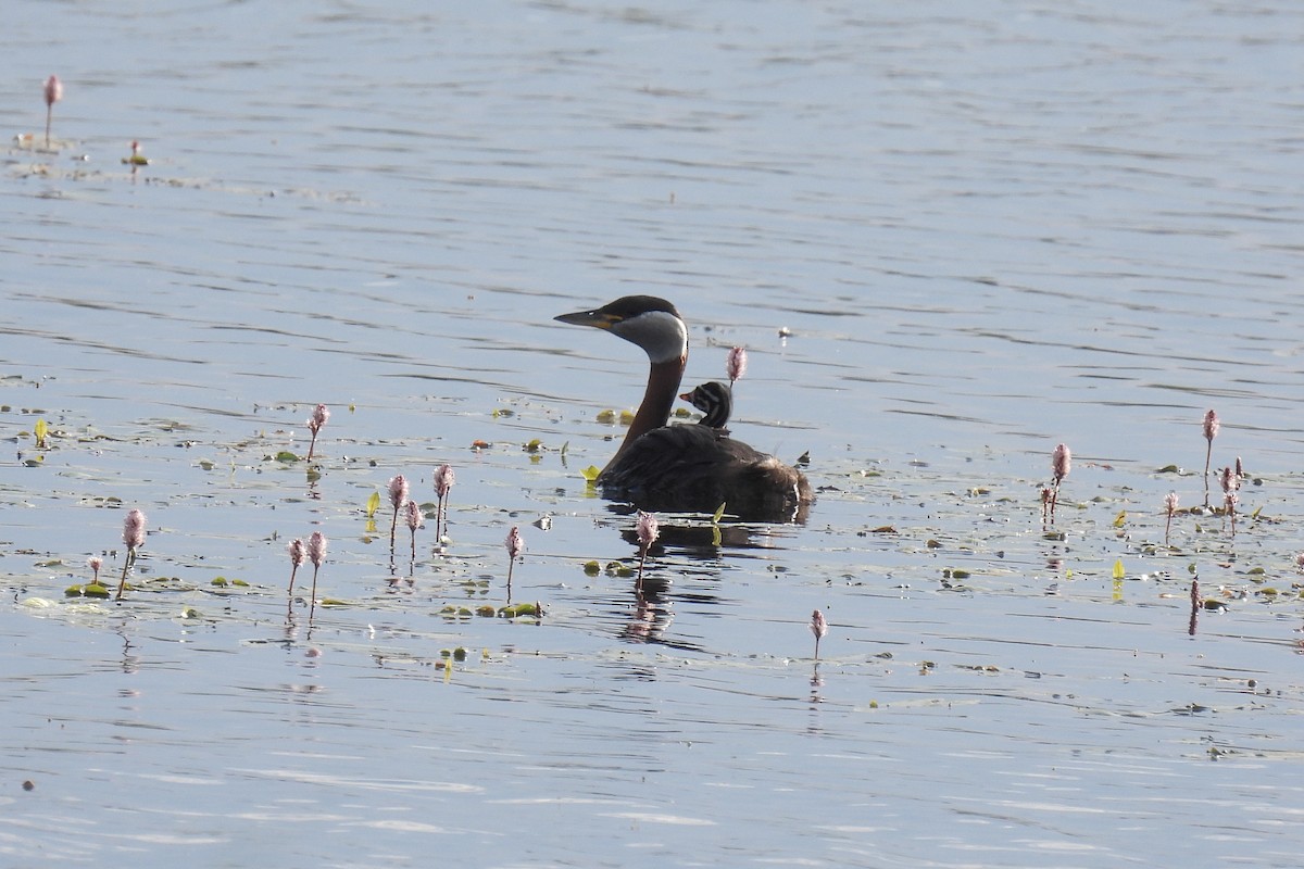 Red-necked Grebe - ML619738058