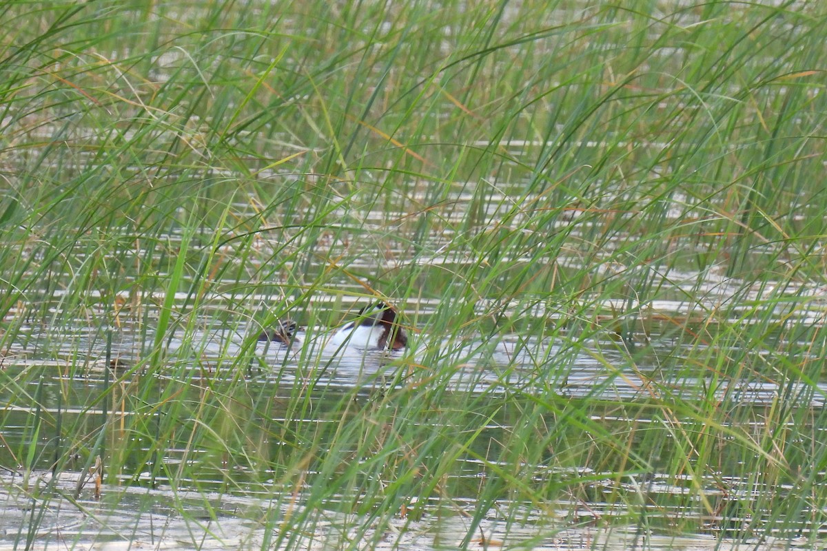 Red-necked Grebe - ML619738059