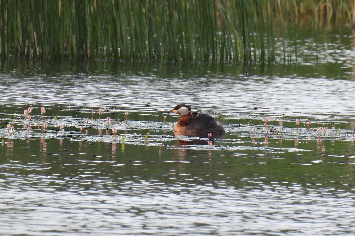 Red-necked Grebe - ML619738060