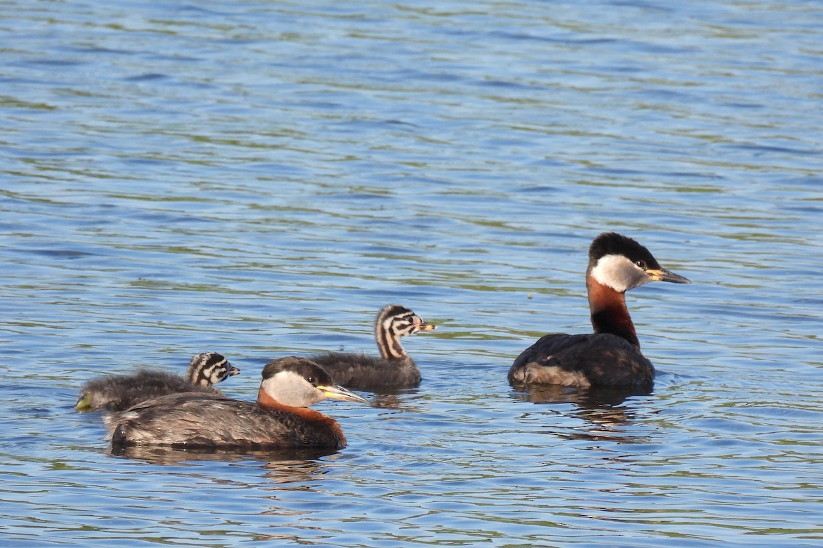 Red-necked Grebe - ML619738061