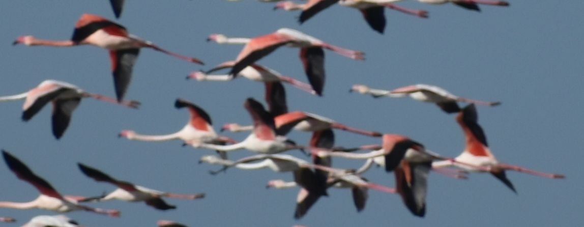 Greater Flamingo - ML619738078