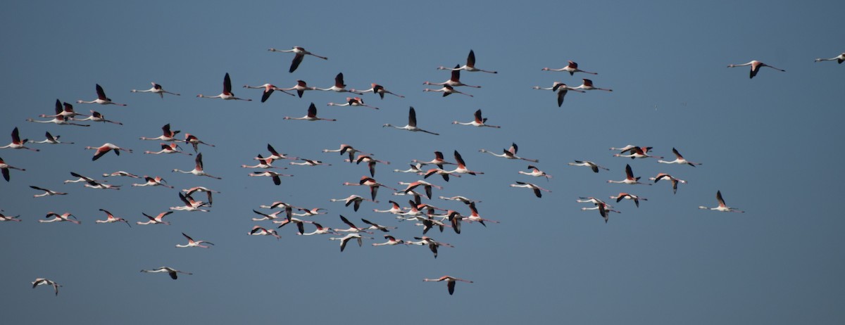 Greater Flamingo - ML619738079