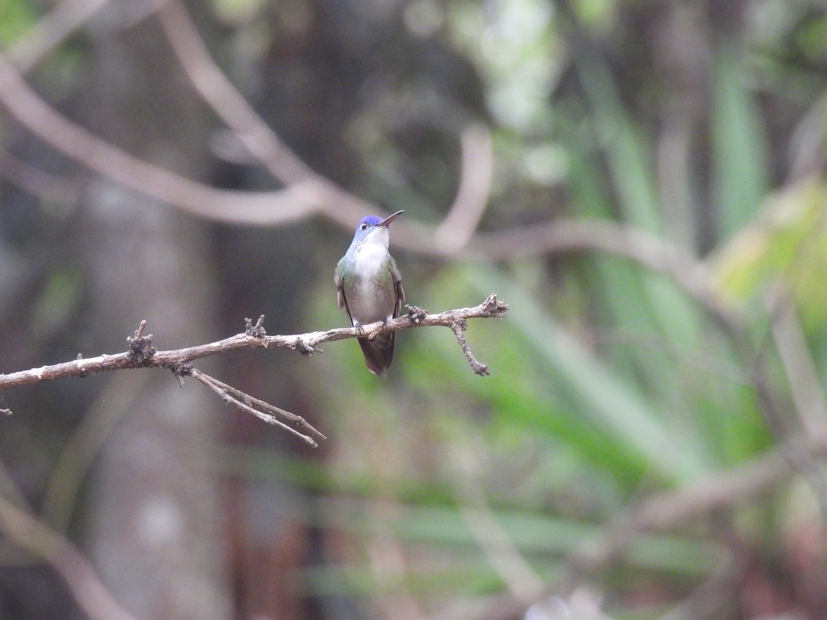 Azure-crowned Hummingbird - ML619738083