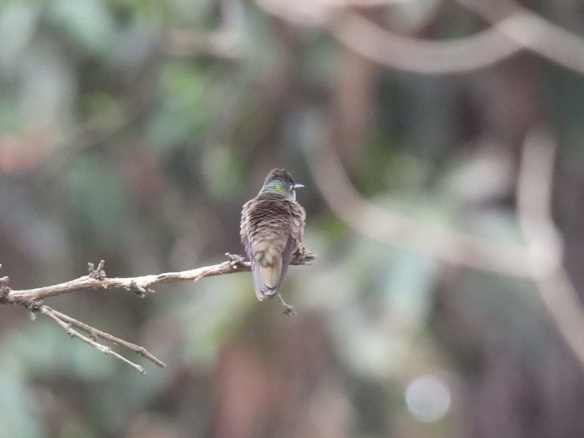 Azure-crowned Hummingbird - ML619738084