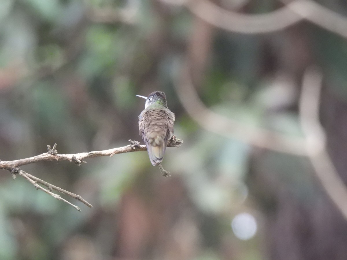 Azure-crowned Hummingbird - ML619738086