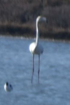 Greater Flamingo - ML619738104