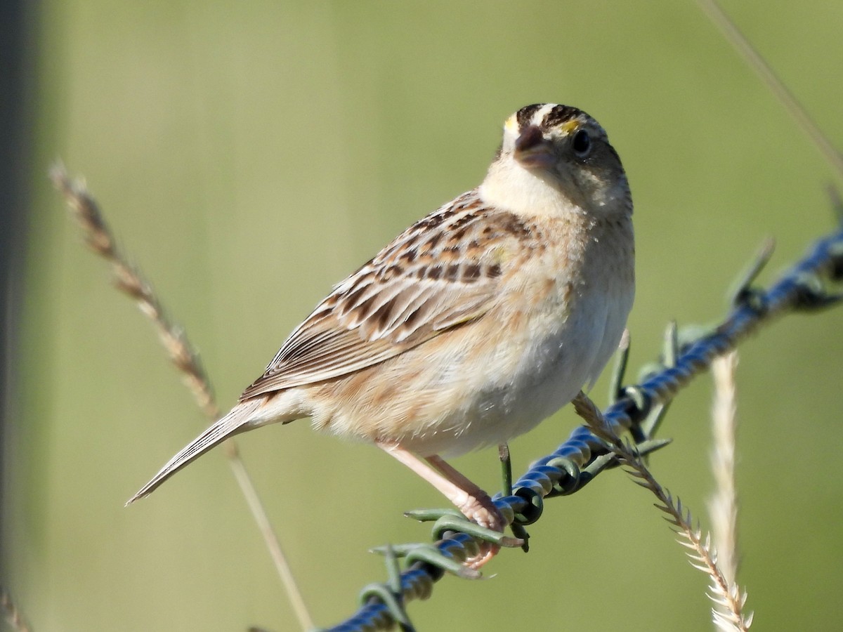 Grasshopper Sparrow - ML619738112