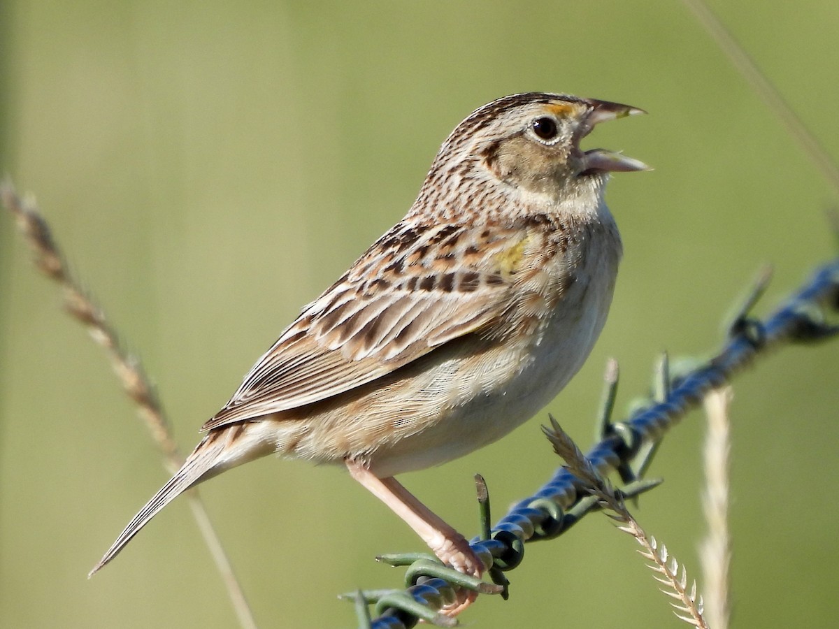Grasshopper Sparrow - ML619738113