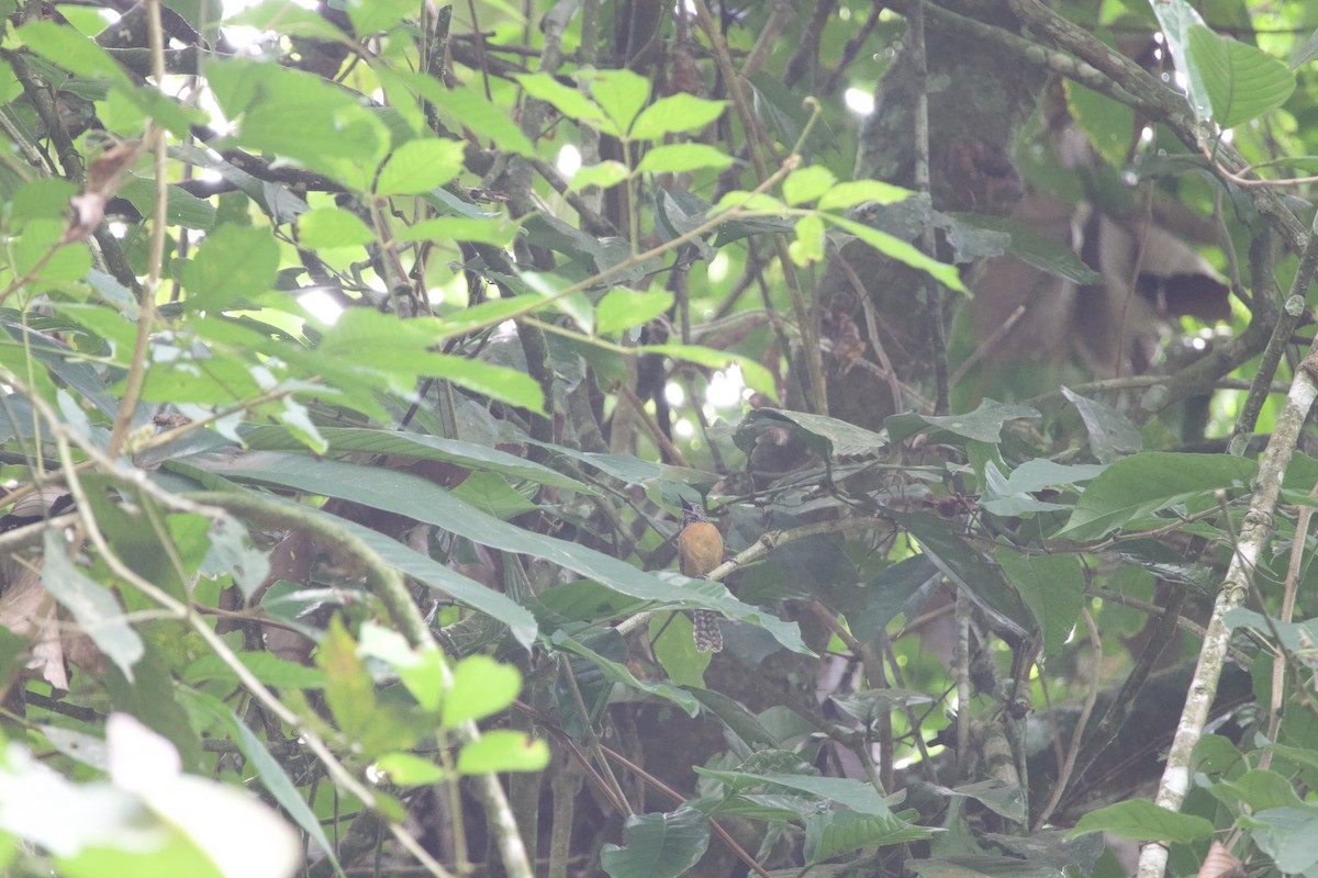 Rufous-breasted Wren - ML619738125