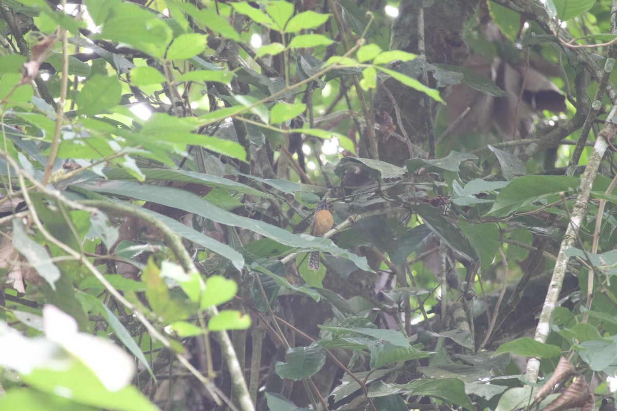 Rufous-breasted Wren - ML619738126