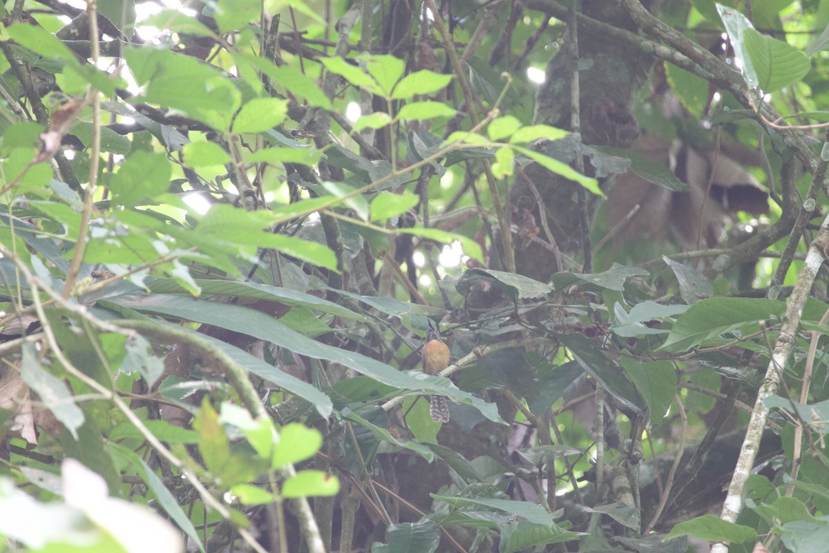 Rufous-breasted Wren - ML619738127