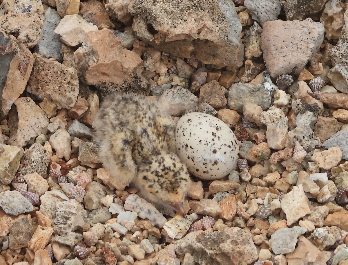 Least Tern - ML619738135