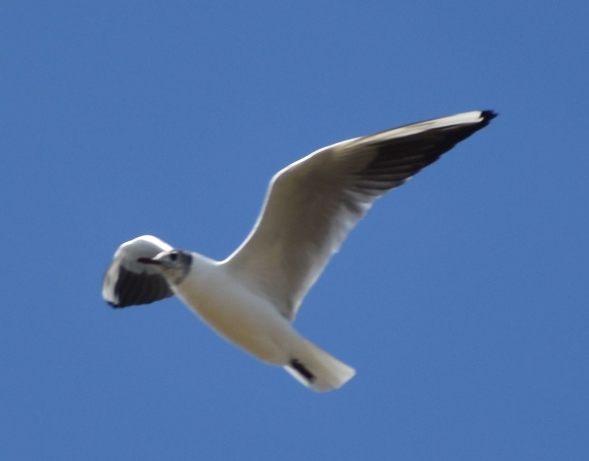 Black-headed Gull - ML619738144