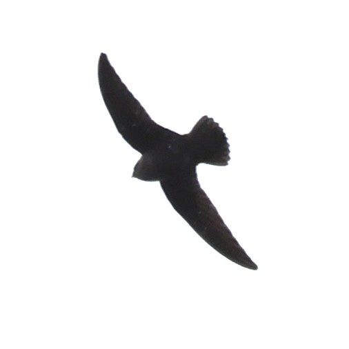 Black Swift - ML619738152