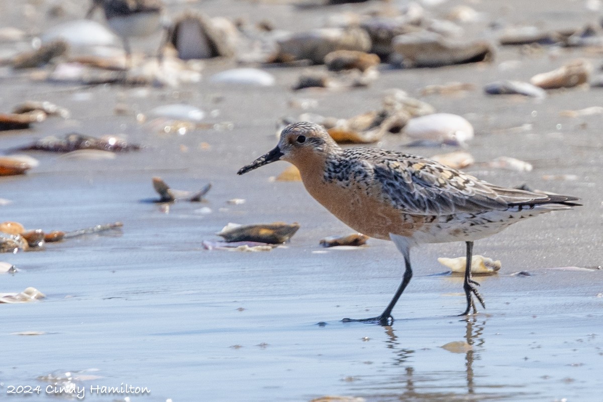 Red Knot - ML619738162