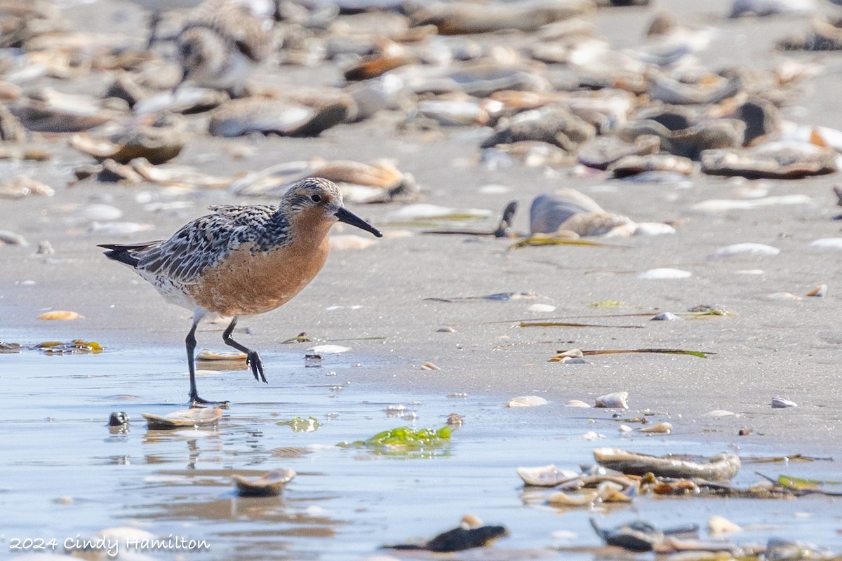 Red Knot - ML619738163