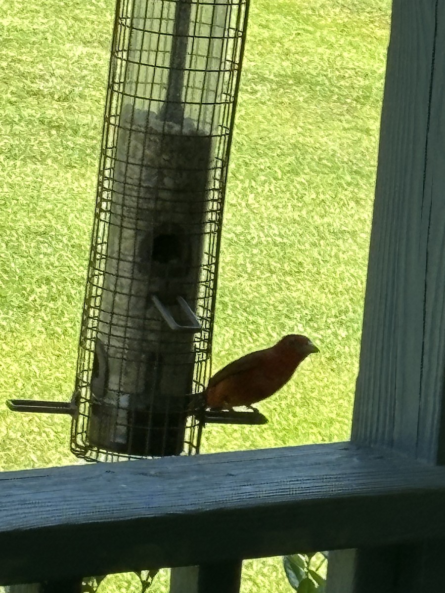 Summer Tanager - ML619738177