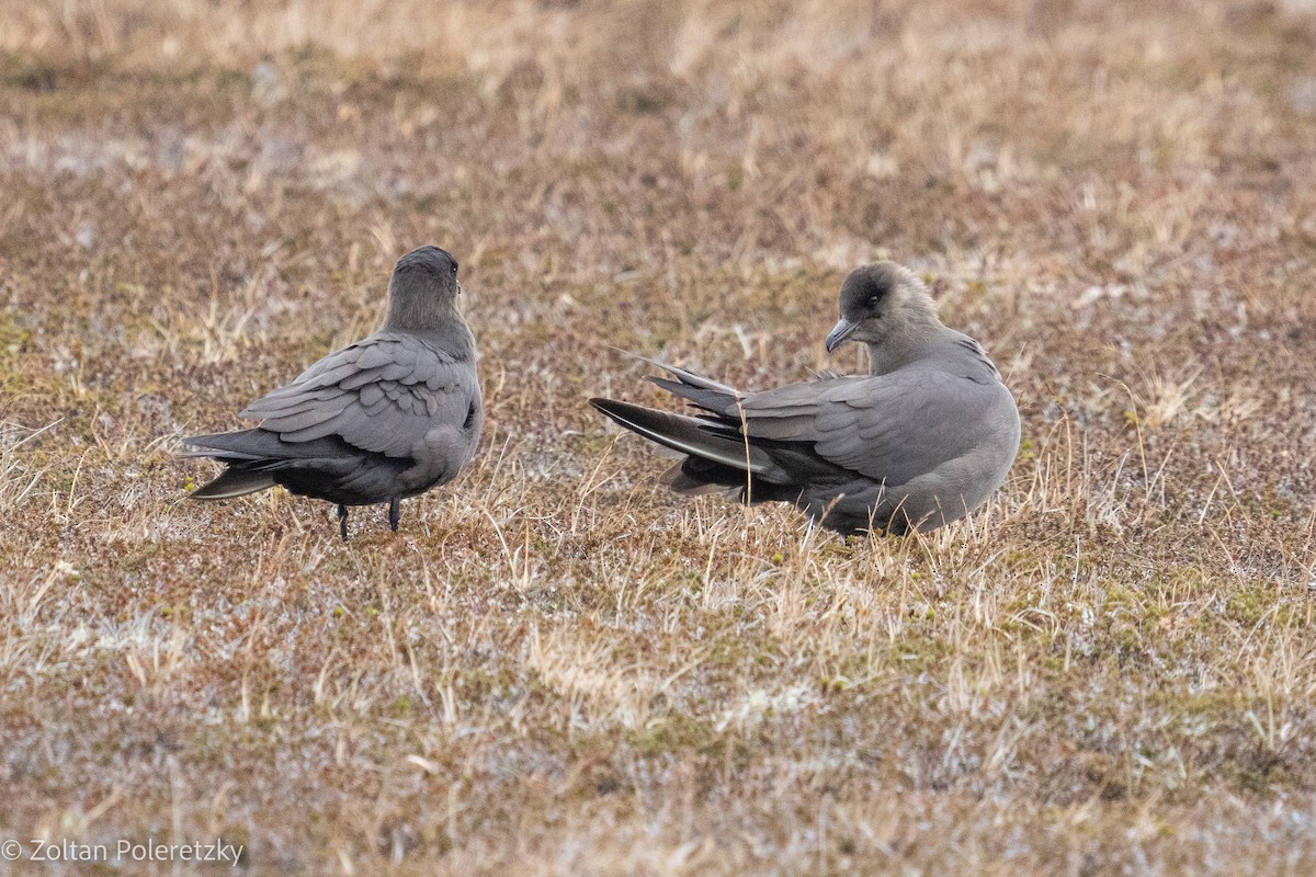 Parasitic Jaeger - ML619738191