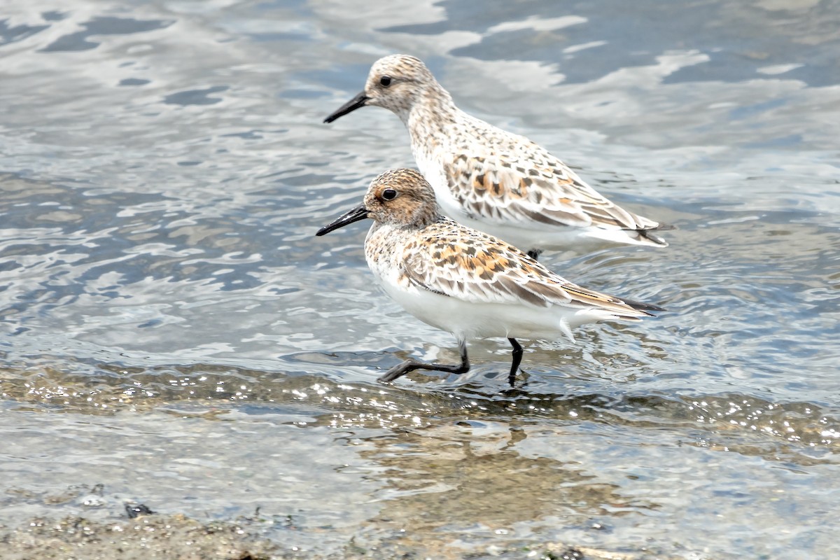 Sanderling - ML619738210