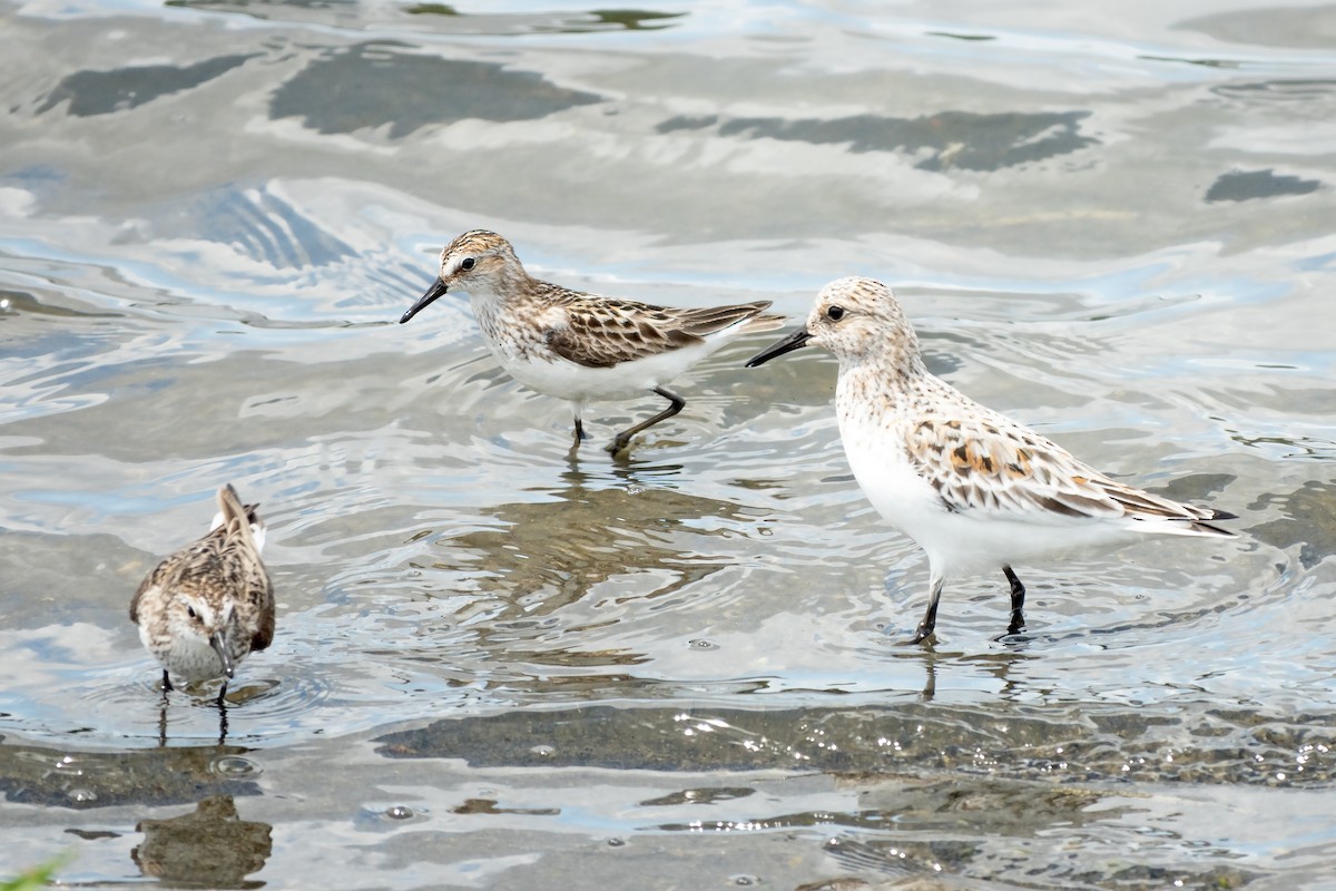 Sanderling - Peter Weber 🦉